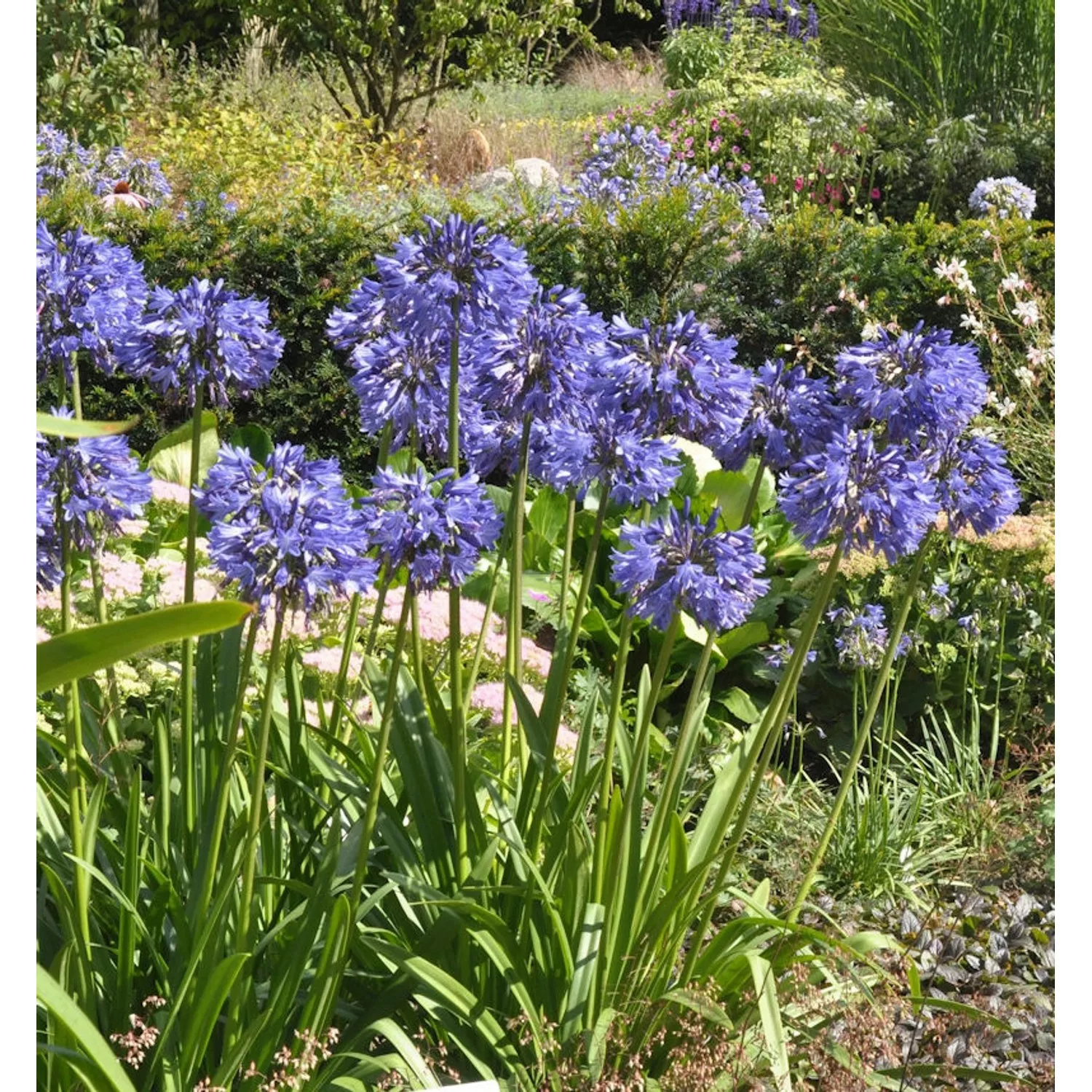 Liebesblume Schmucklilie Northern Star - großer Topf - Agapanthus africanus günstig online kaufen