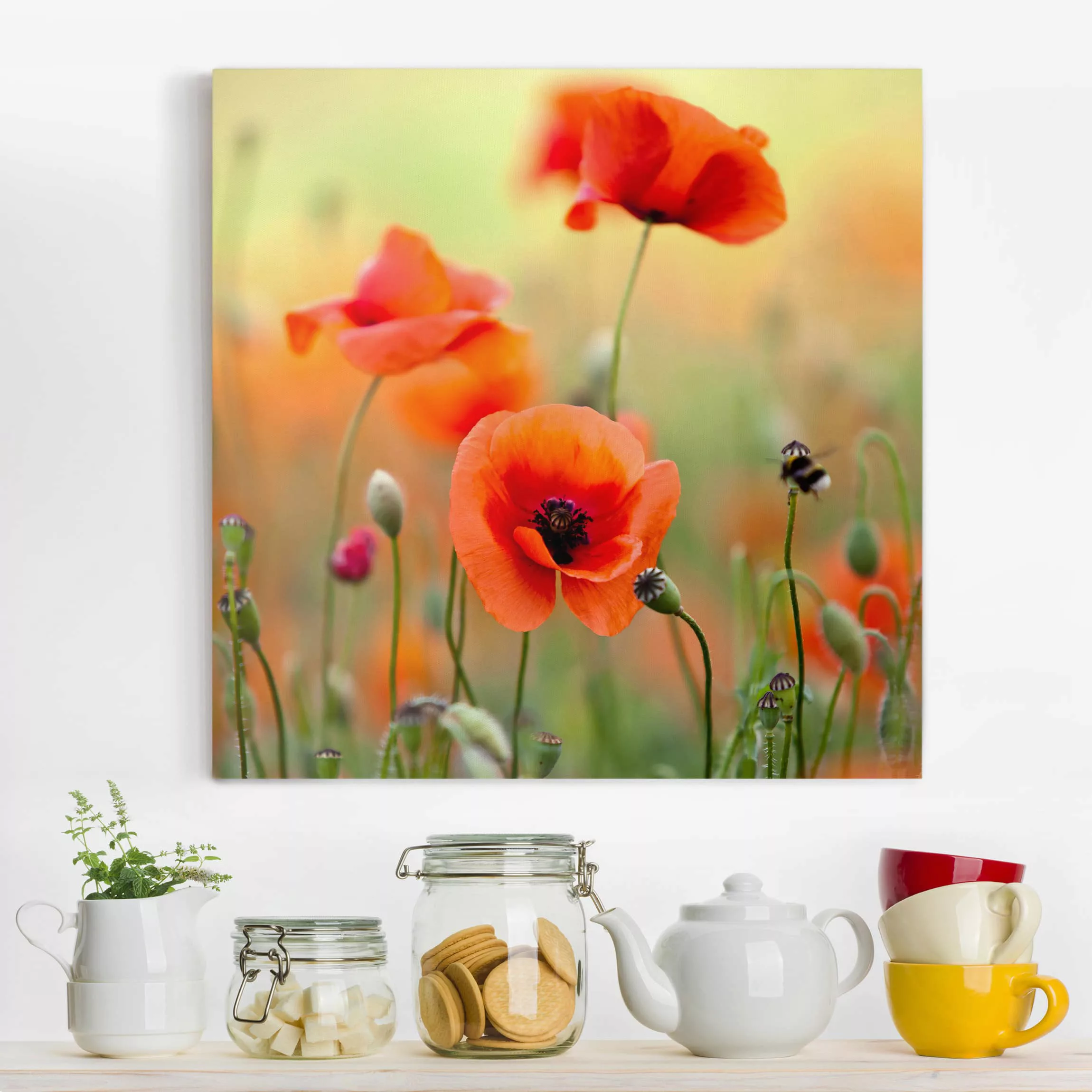 Leinwandbild Blumen - Quadrat Roter Sommermohn günstig online kaufen