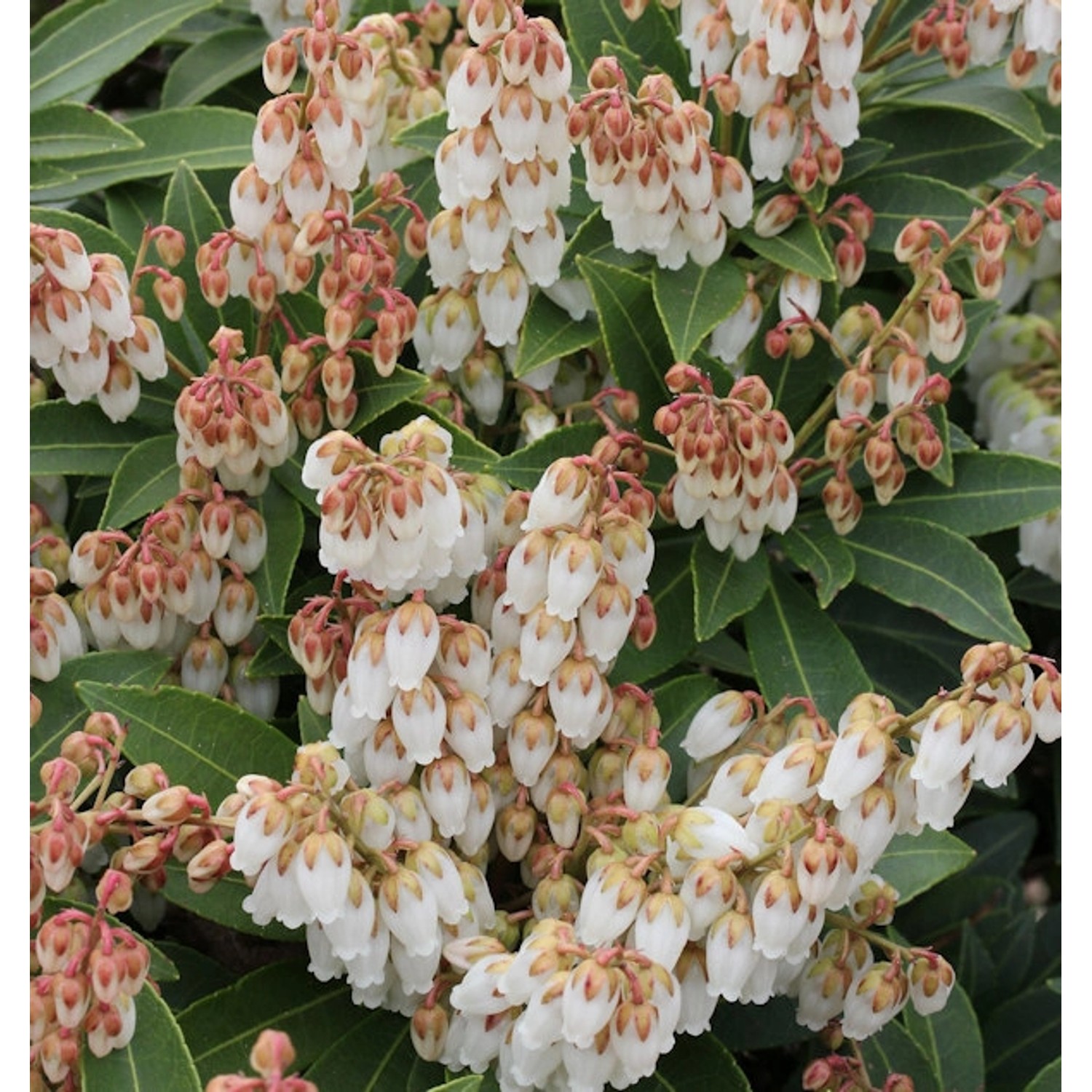 Schattenglöckchen Lavendelheide Forest Flame 25-30cm - Pieris japonica günstig online kaufen