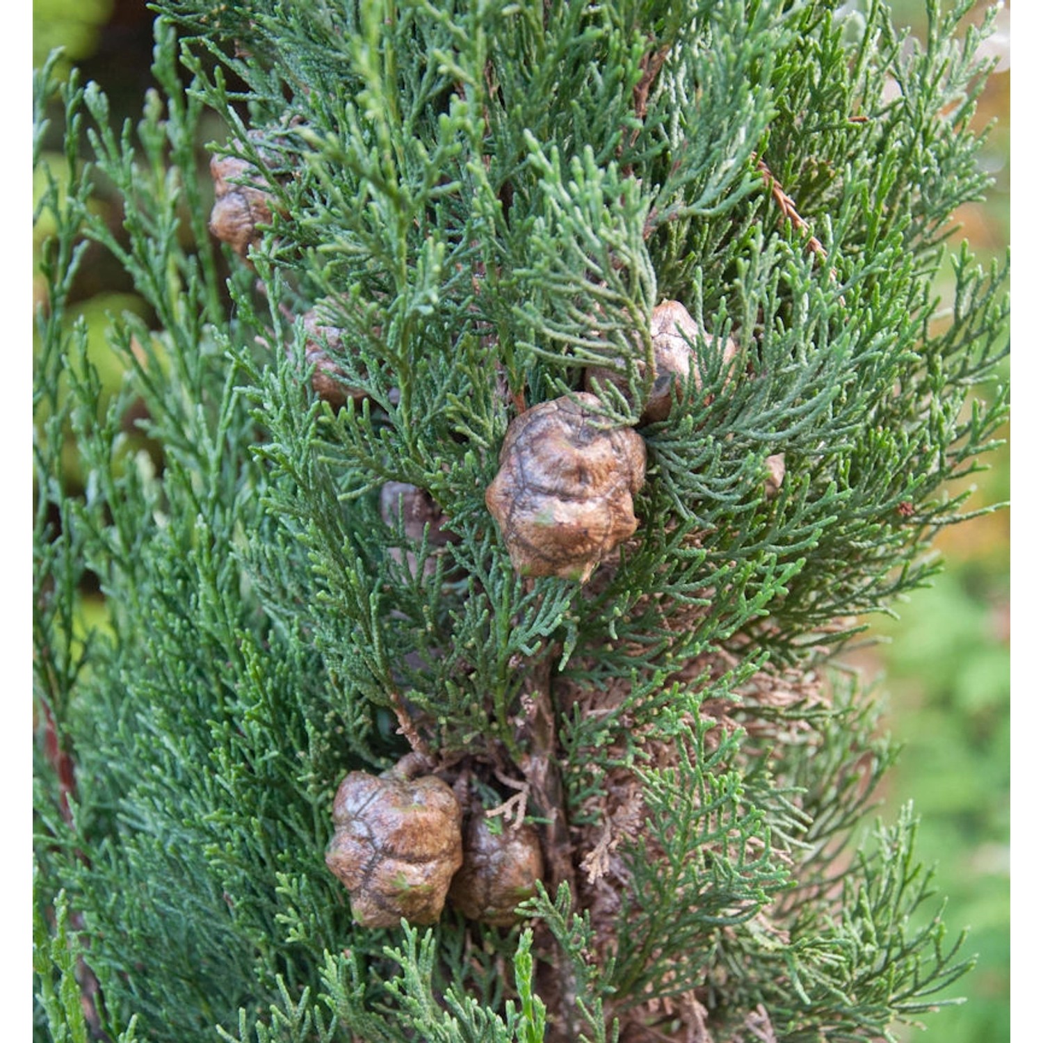 Italienische Zypresse Totem 40-50cm - Cupressus sempervirens günstig online kaufen