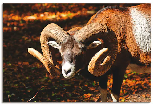 Artland Leinwandbild "Mufflon", Wildtiere, (1 St.), auf Keilrahmen gespannt günstig online kaufen