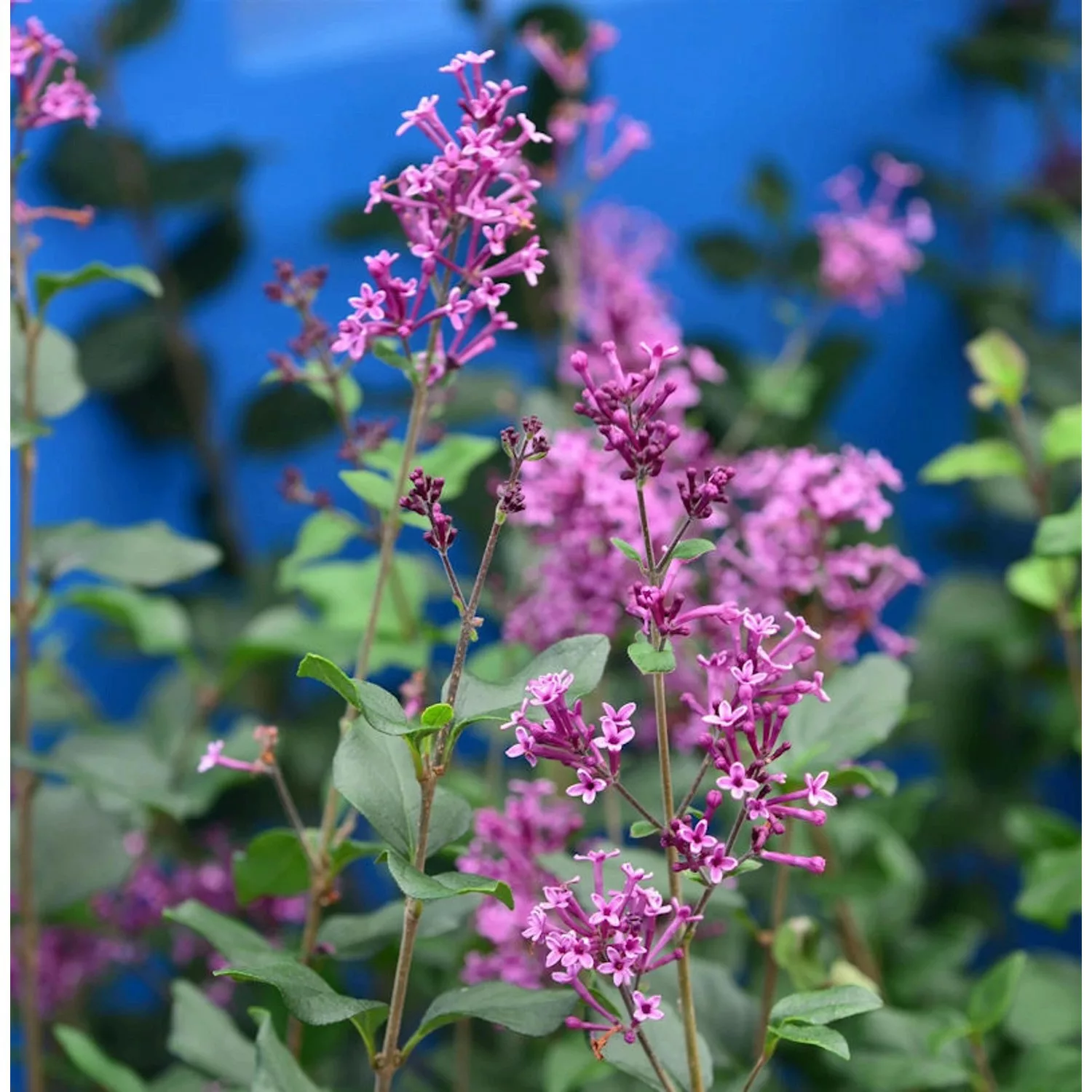 Hochstamm Edelflieder Bloomerang Dark Purple 80-100cm - Syringa günstig online kaufen