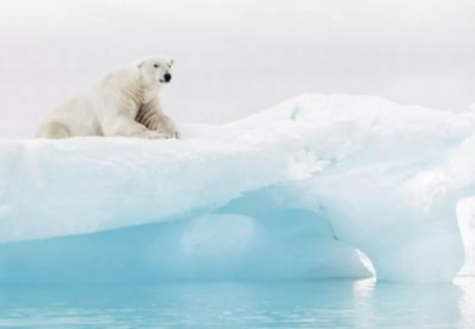 KOMAR Papier Fototapete - Arctic Polar Bear - Größe 368 x 254 cm mehrfarbig günstig online kaufen