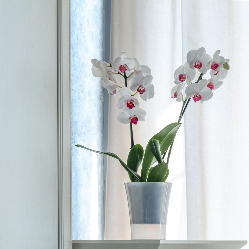 Happy plants Blumentopf Arte-Dea Selbstbewässerungstöpfe - günstig online kaufen