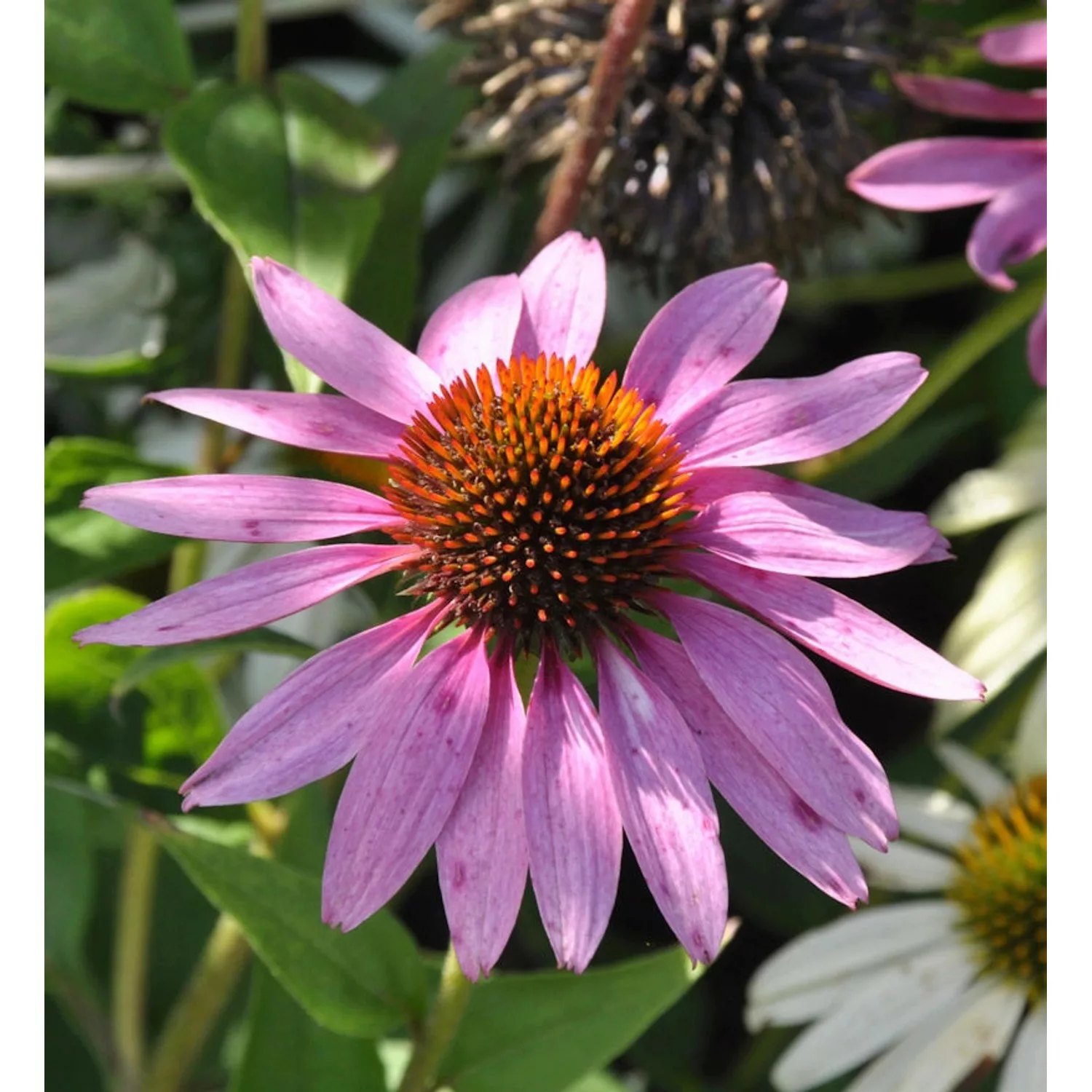 Sonnenhut After Midnight - Echinacea purpurea günstig online kaufen