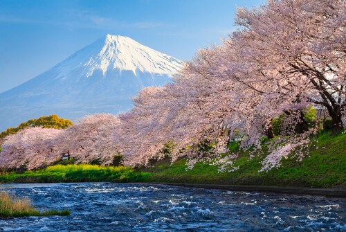 Papermoon Fototapete »Fuji and Sakura« günstig online kaufen