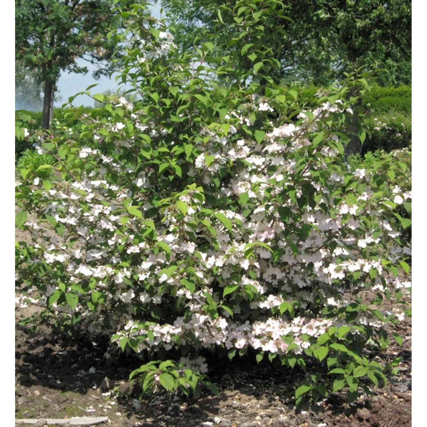 Rosa Pyramiden Schneeball Molly Schroeder 80-100cm - Viburnum plicatum günstig online kaufen