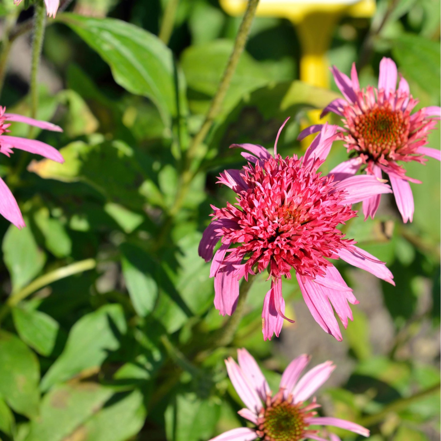 Sonnenhut Pink Double Delight - Echinacea purpurea günstig online kaufen