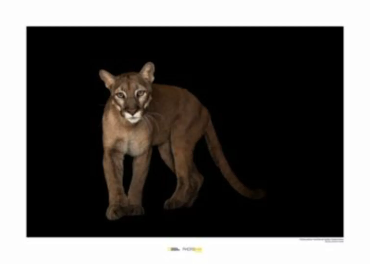 KOMAR Wandbild - Florida Panther - Größe: 70 x 50 cm mehrfarbig Gr. one siz günstig online kaufen
