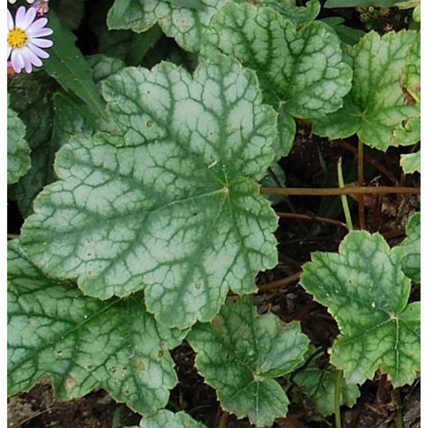 Purpurglöckchen Mint Frost - Heuchera micrantha günstig online kaufen