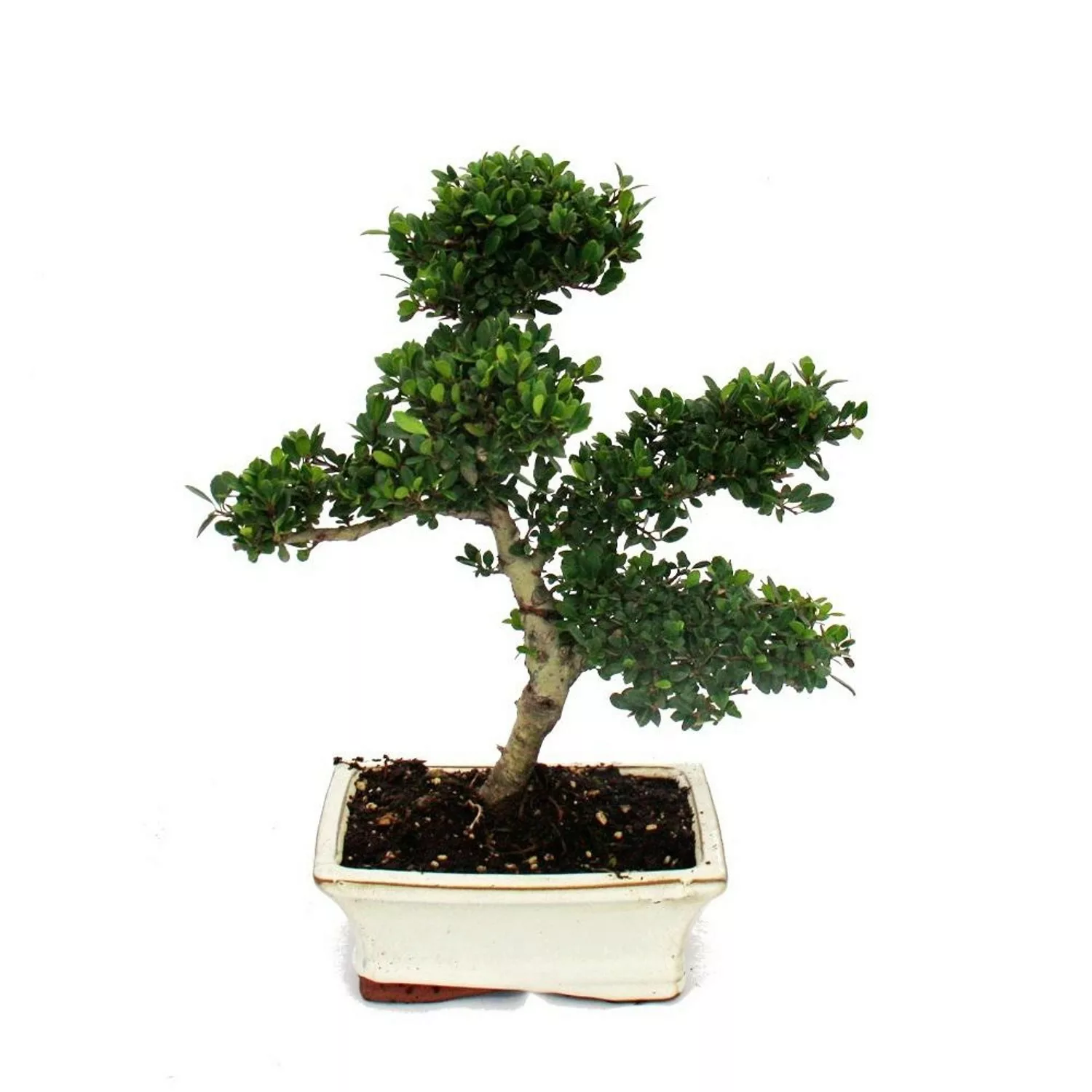 Exotenherz Bonsai Ilex Crenata Japanische Stechpalme ca. 6 Jahre günstig online kaufen