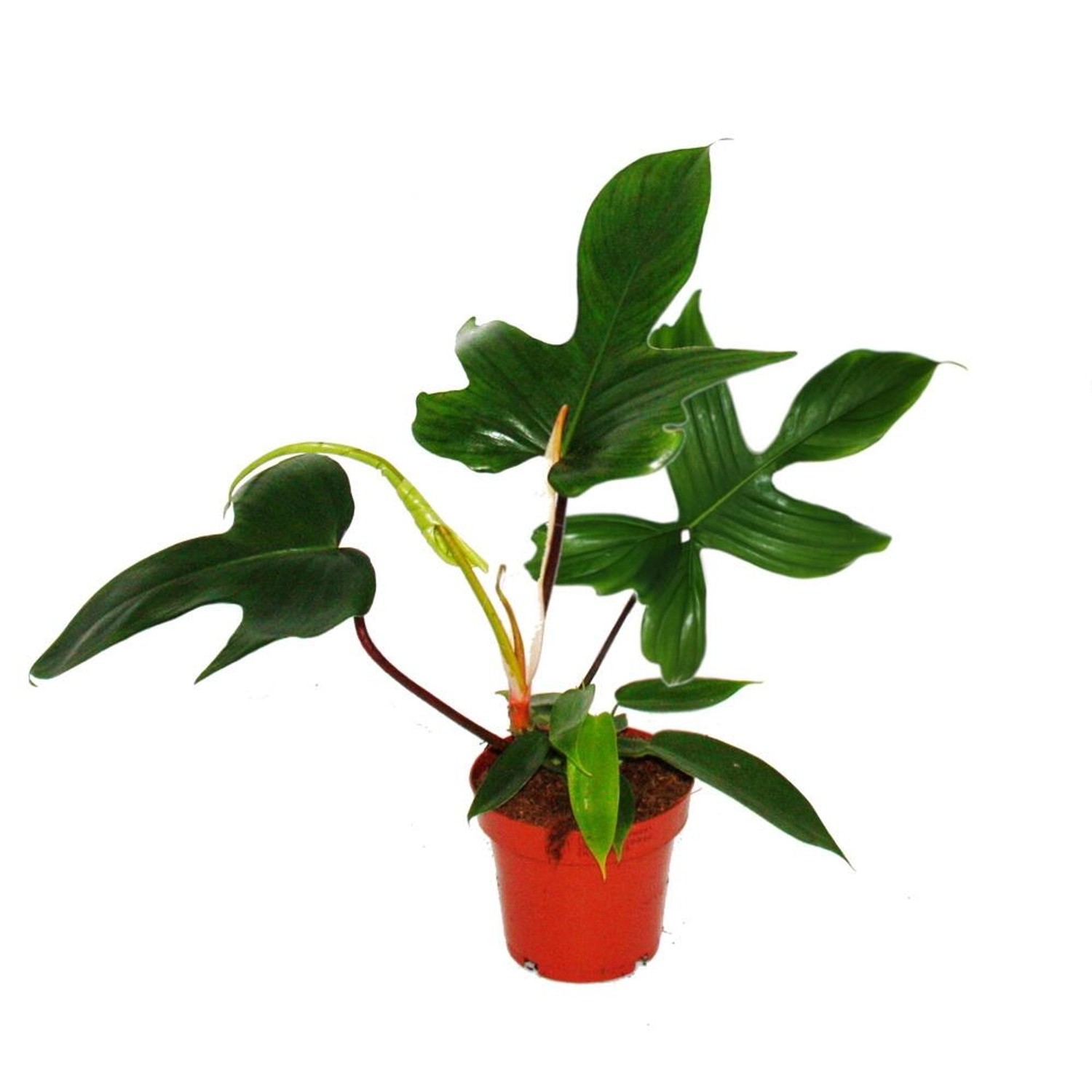 Exotenherz Philodendron Florida Beauty Green Außergewöhnlicher Baumfreund 1 günstig online kaufen