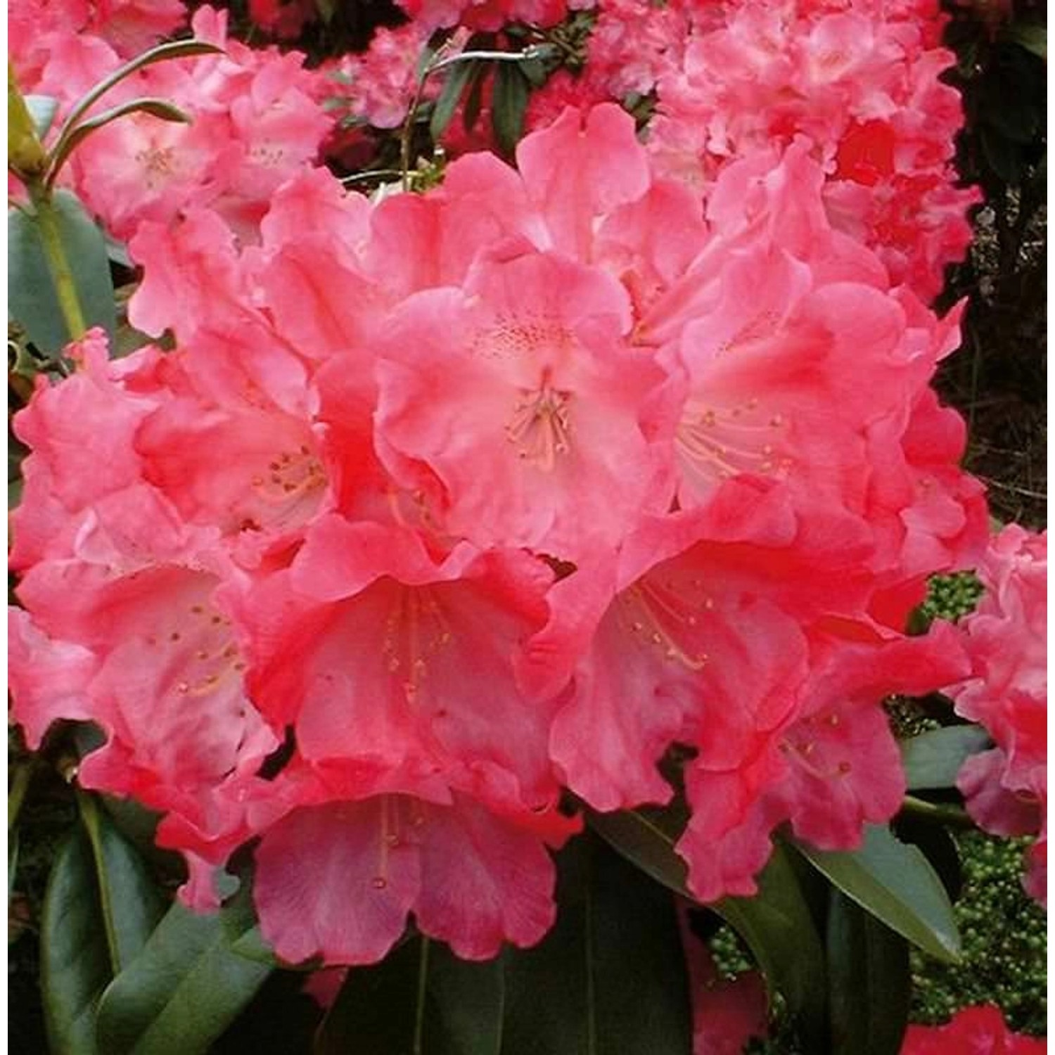 Rhododendron Morgenrot 25-30cm - Alpenrose günstig online kaufen