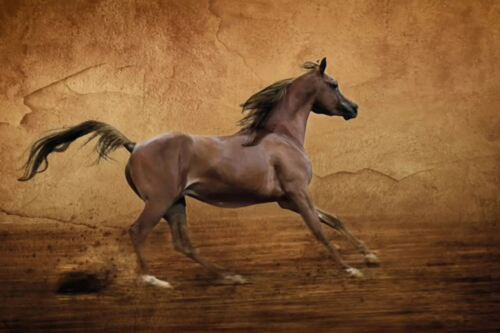 Papermoon Fototapete »Pferd« günstig online kaufen
