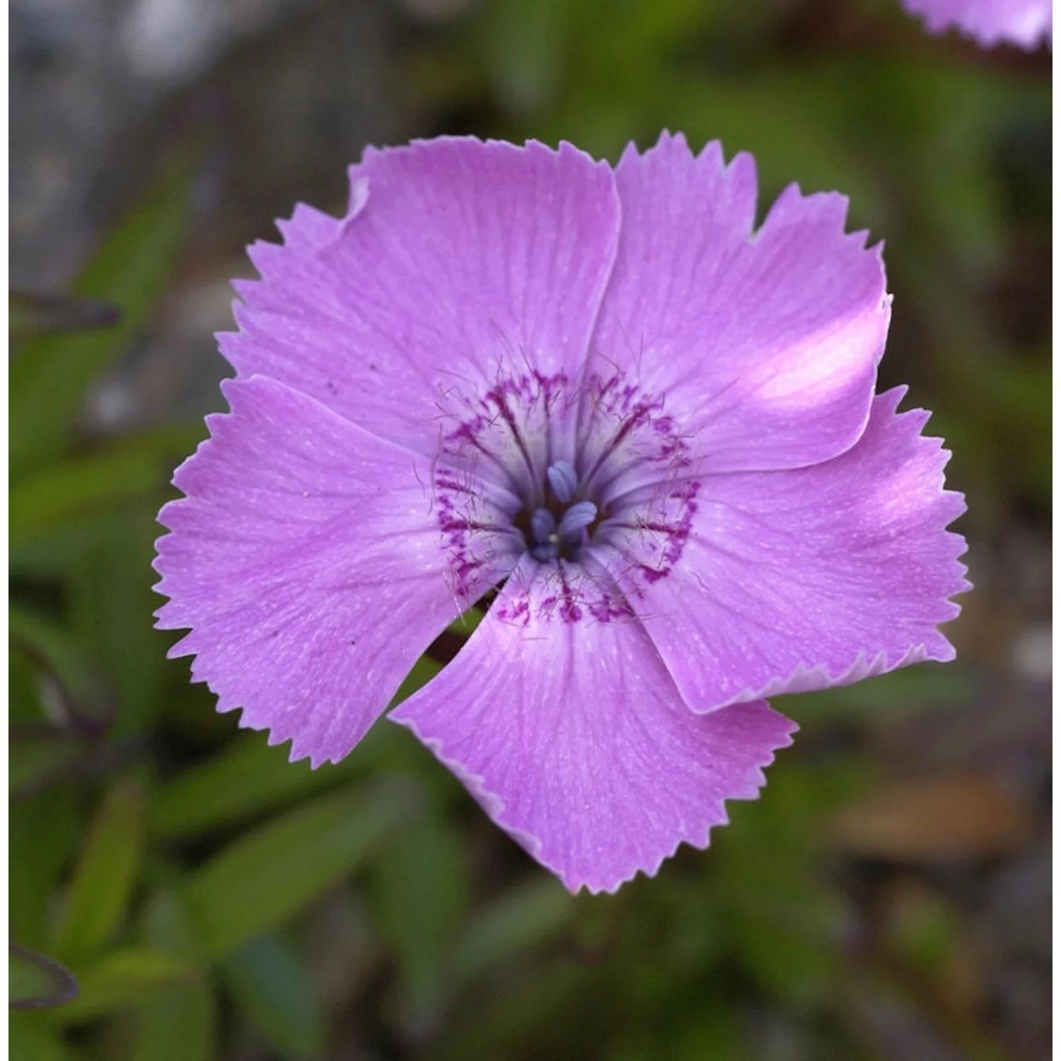 Alpen Nelke - Dianthus alpinus günstig online kaufen