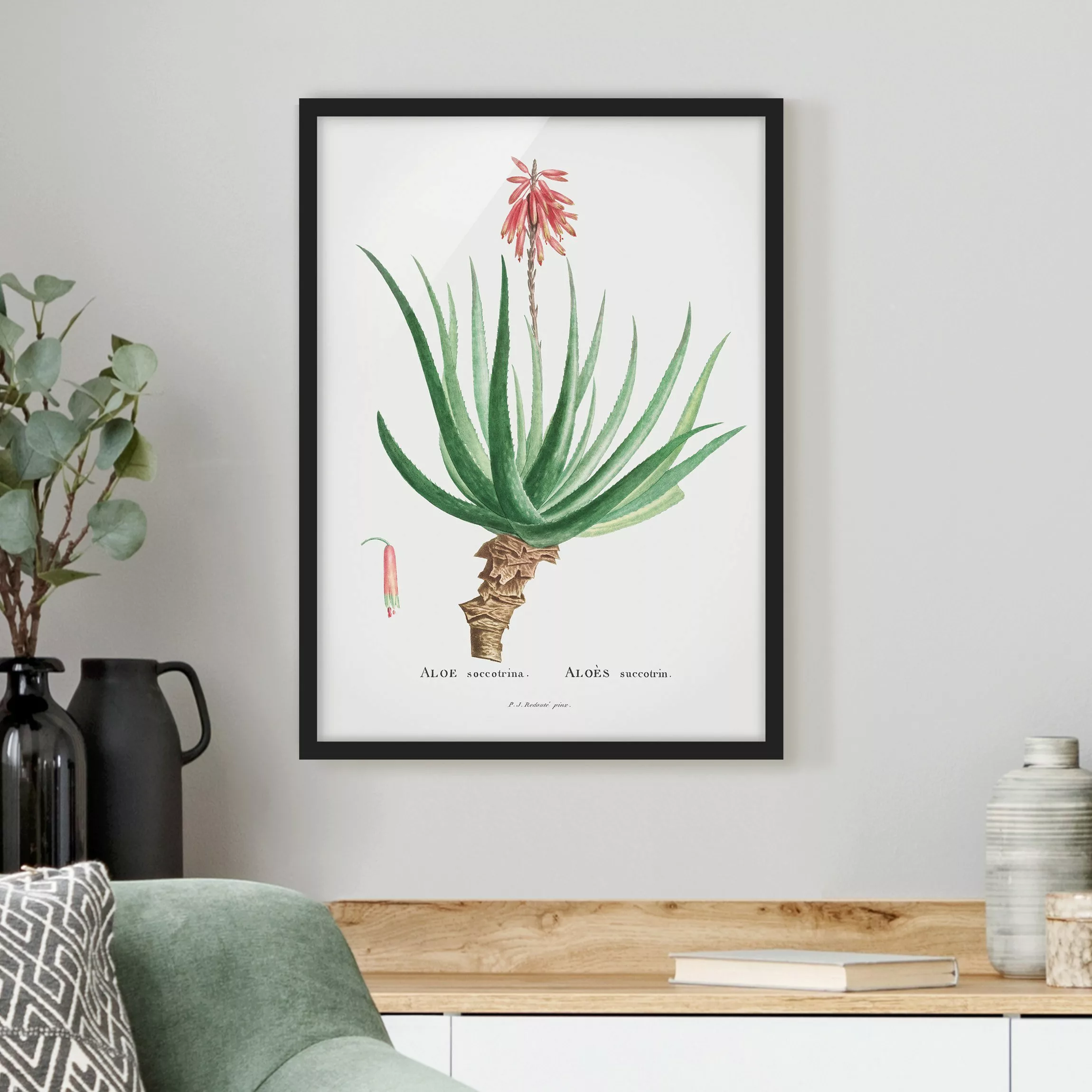 Bild mit Rahmen Blumen - Hochformat Botanik Vintage Illustration Aloe Rosa günstig online kaufen