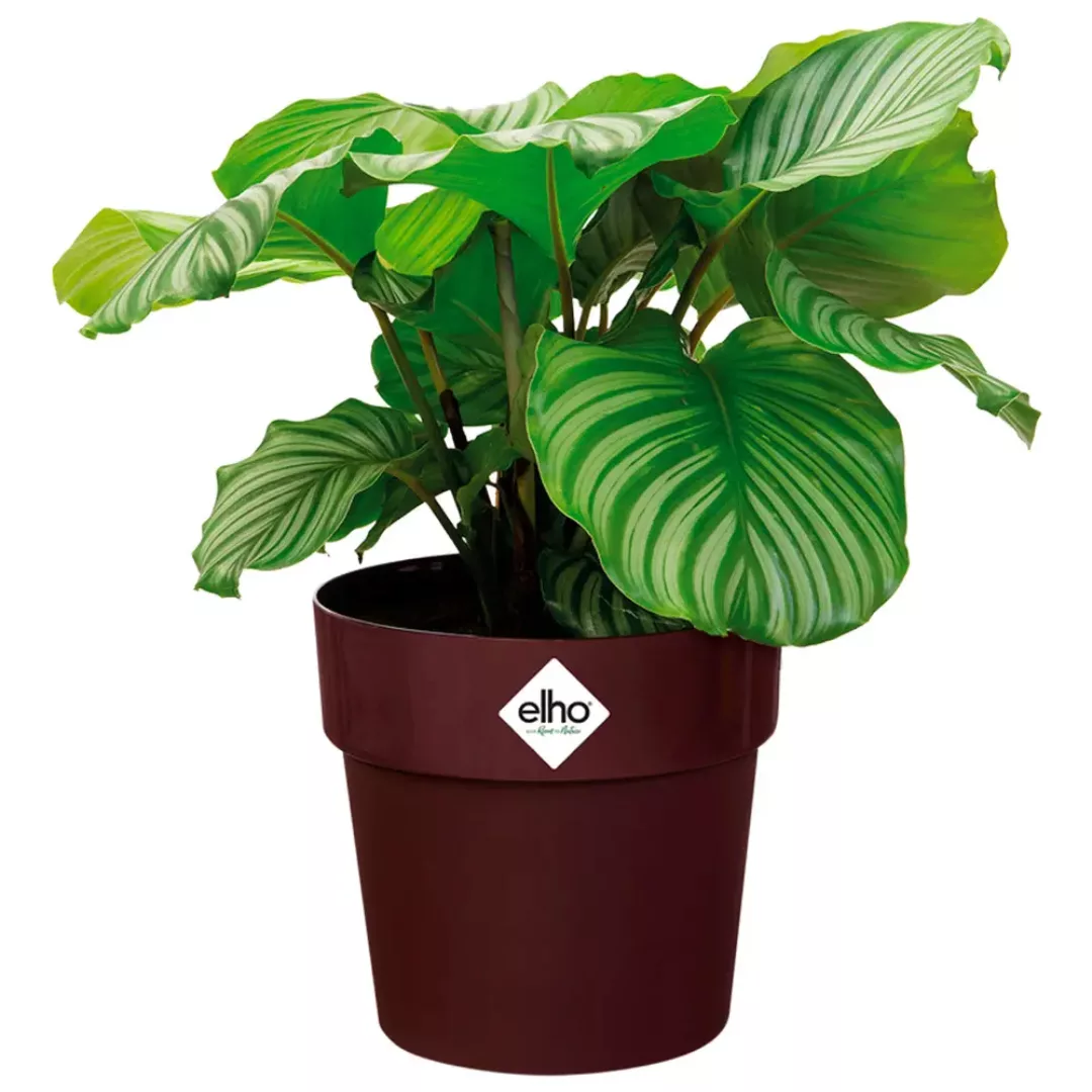 Blumentopf Maulbeere 35x32cm 21,9L günstig online kaufen