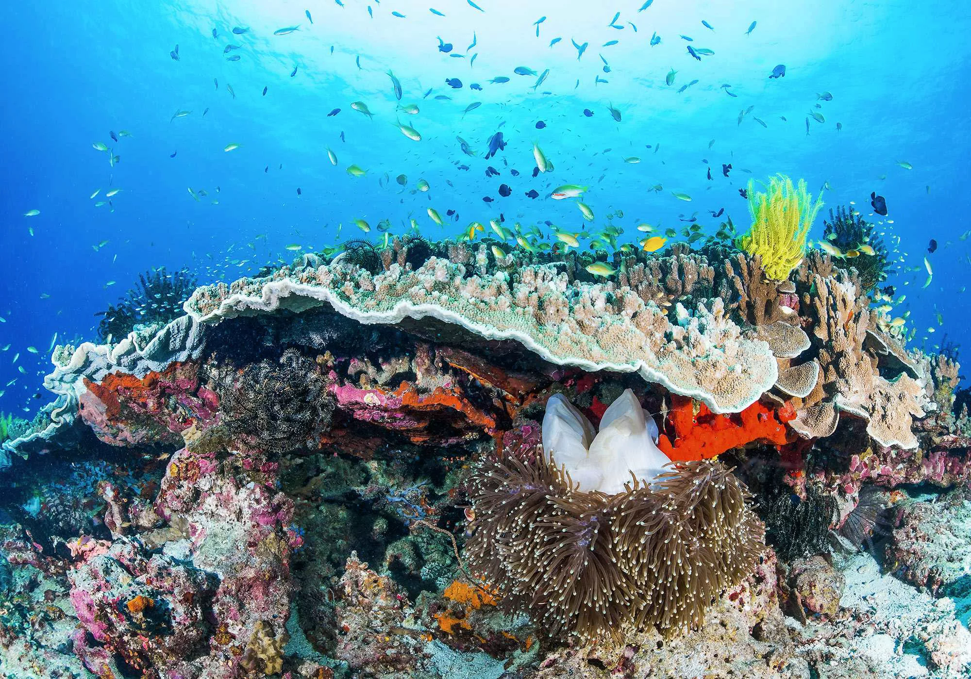 Fototapete Coral Reef günstig online kaufen