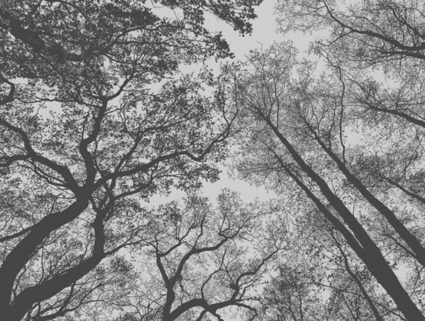 Bricoflor Fototapete Mit Baumkronen Im Himmel Wald Tapete Schwarz Weiß Für günstig online kaufen