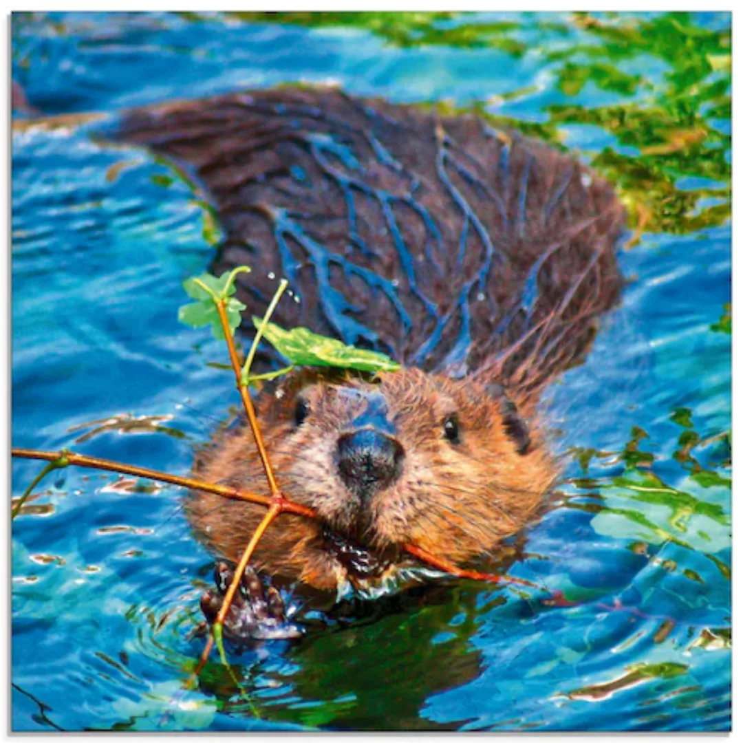 Artland Glasbild "Biber Apport", Wildtiere, (1 St.), in verschiedenen Größe günstig online kaufen