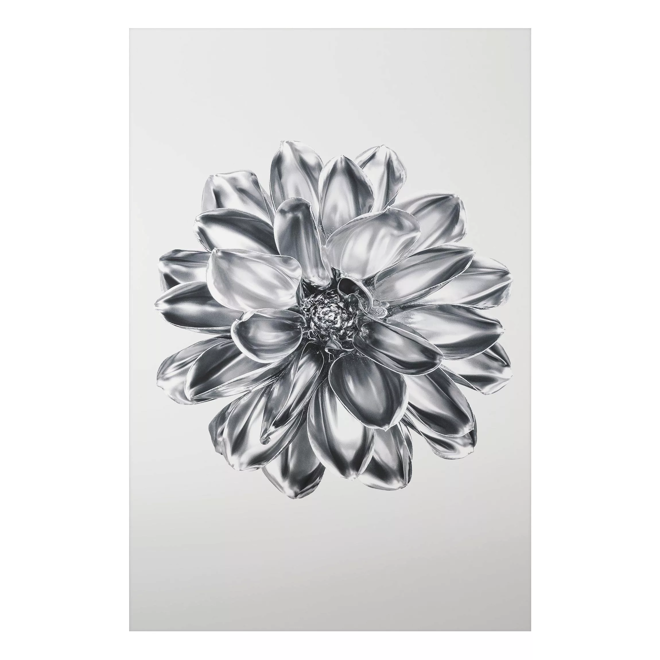 Alu-Dibond Bild Dahlie Blume Silber Metallic günstig online kaufen