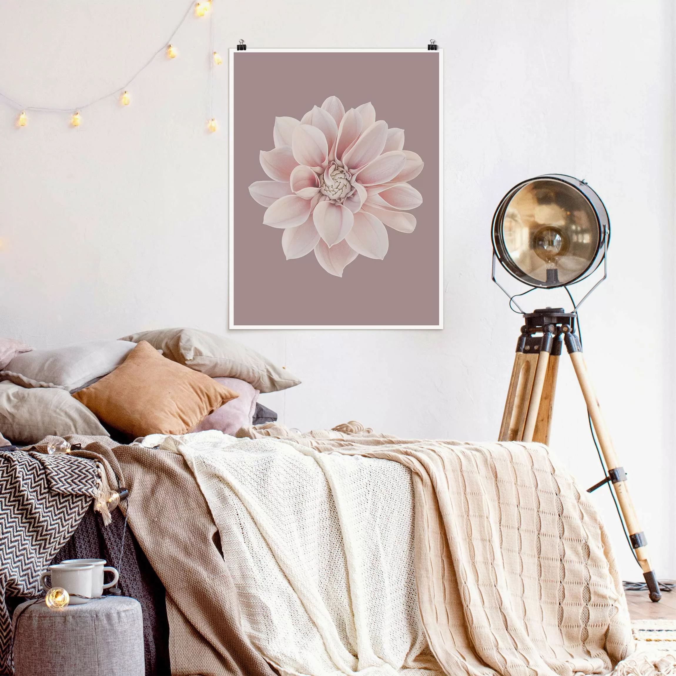 Poster Dahlie Blume Lavendel Weiß Rosa günstig online kaufen