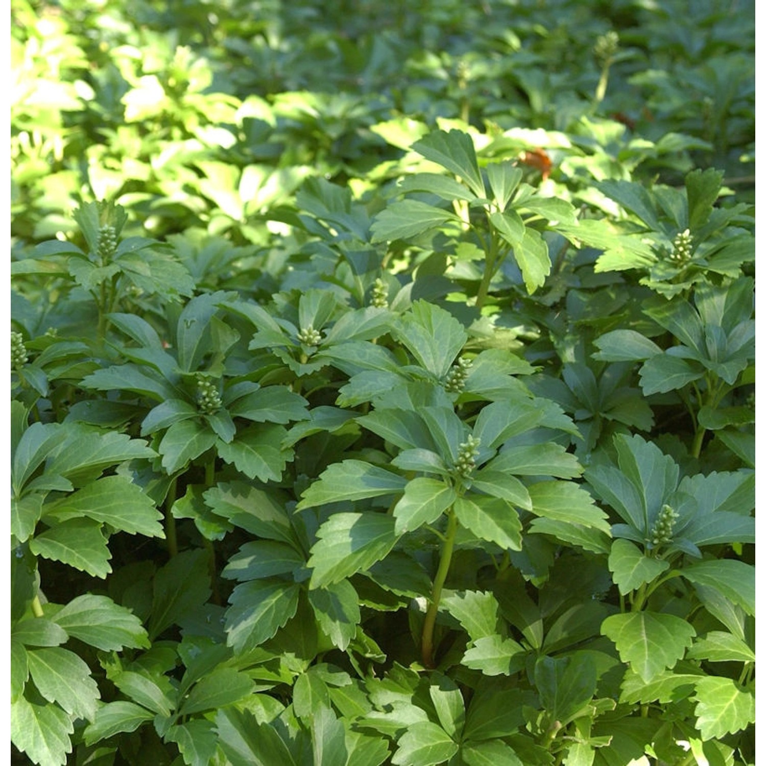 10x Schattengrün Dickmännchen - Pachysandra terminalis günstig online kaufen