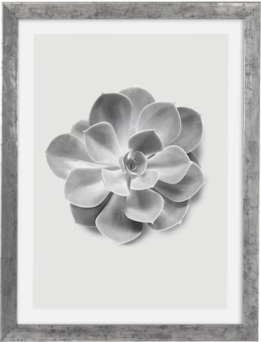Komar Bild mit Rahmen "Succulent Aeonium", maschinell günstig online kaufen