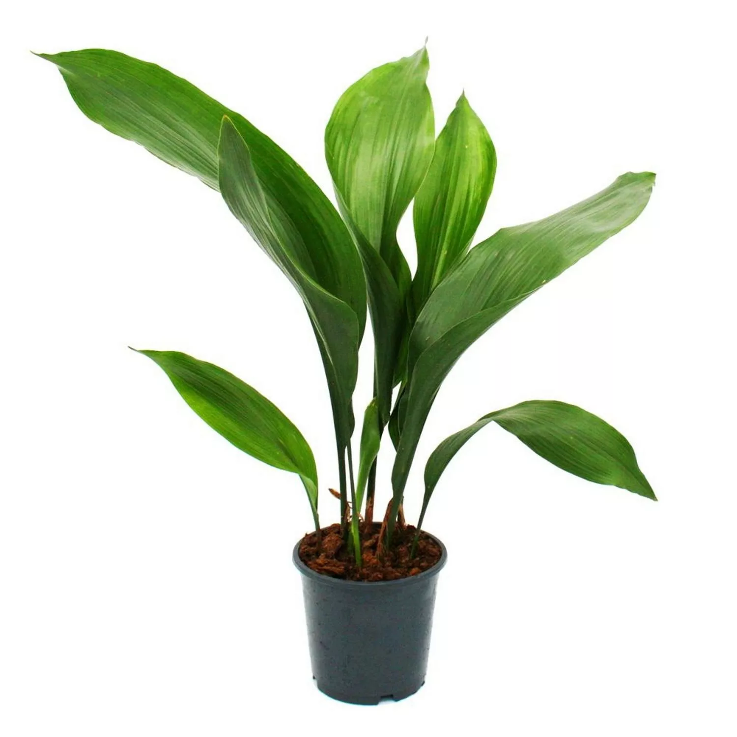 Exotenherz Schusterpalme Aspidistra Elatior Zimmerpflanze 15cm Topf günstig online kaufen