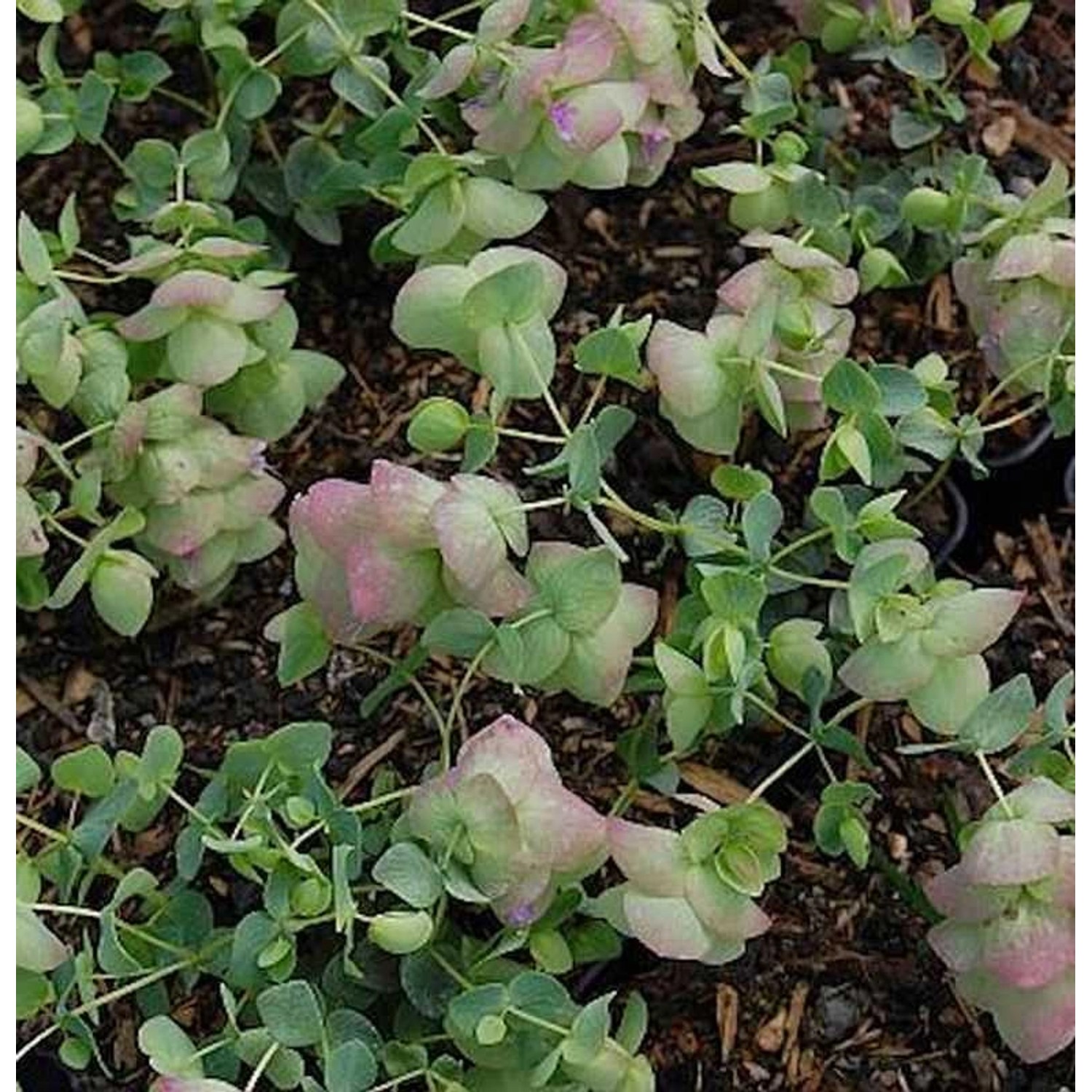 Rundblättriger Majoran Kent Beauty - Origanum rotundifolium günstig online kaufen