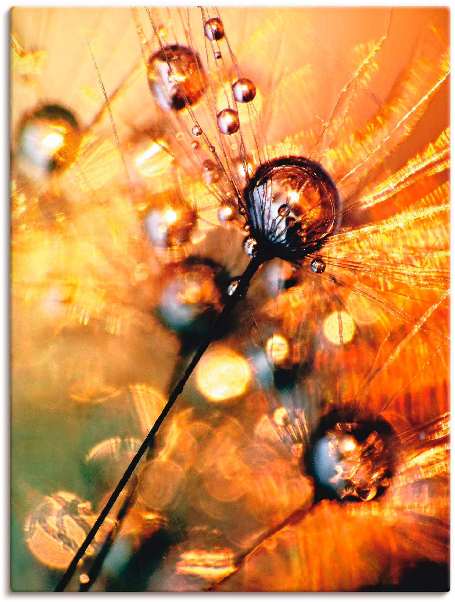 Artland Wandbild »Pusteblume Energy«, Blumen, (1 St.), als Leinwandbild, Po günstig online kaufen