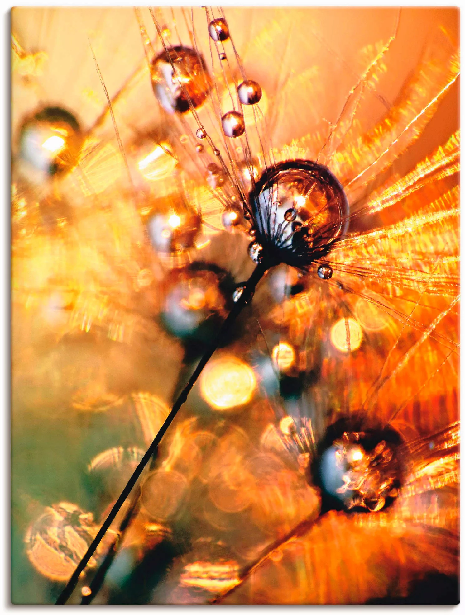 Artland Wandbild "Pusteblume Energy", Blumen, (1 St.), als Leinwandbild, Po günstig online kaufen