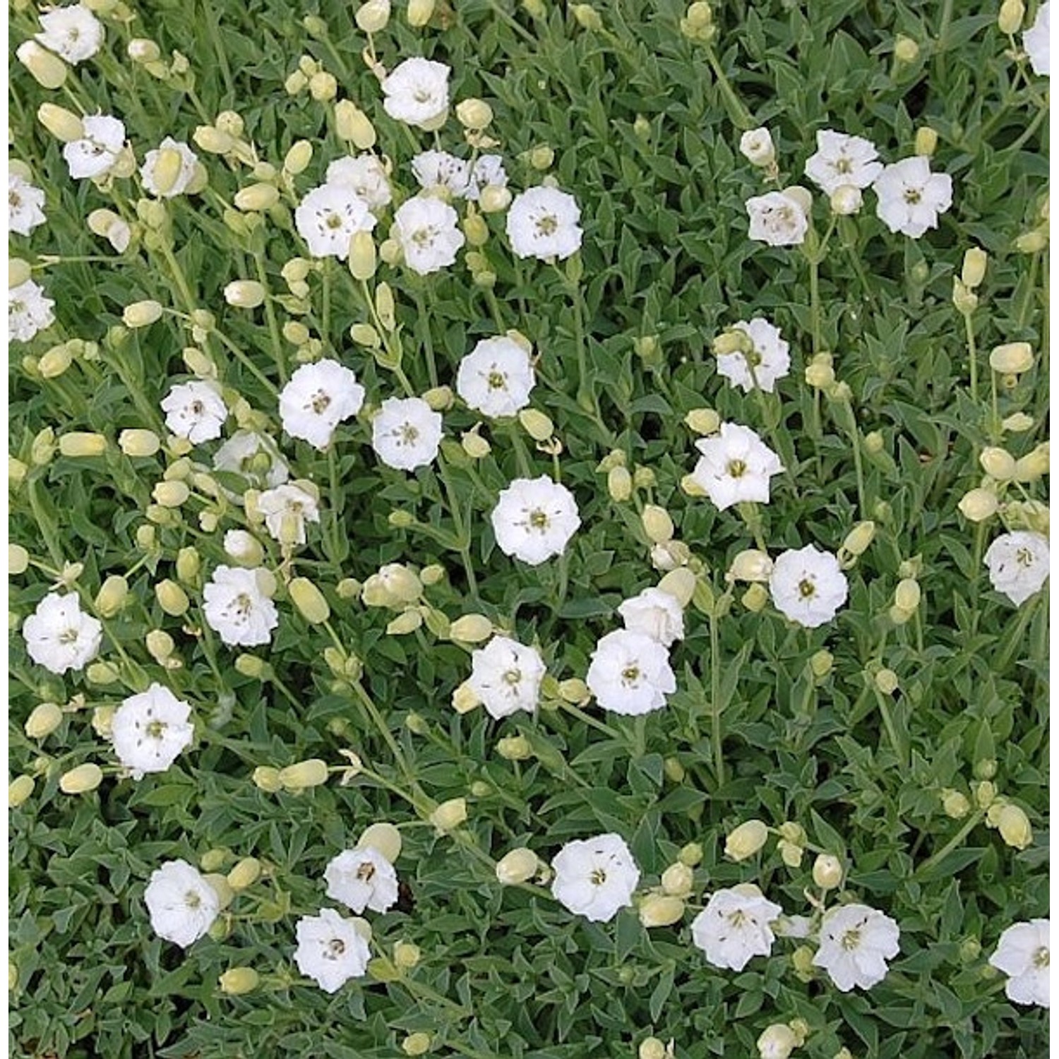 Meer Leimkraut Weißkehlchen - Silene maritima günstig online kaufen