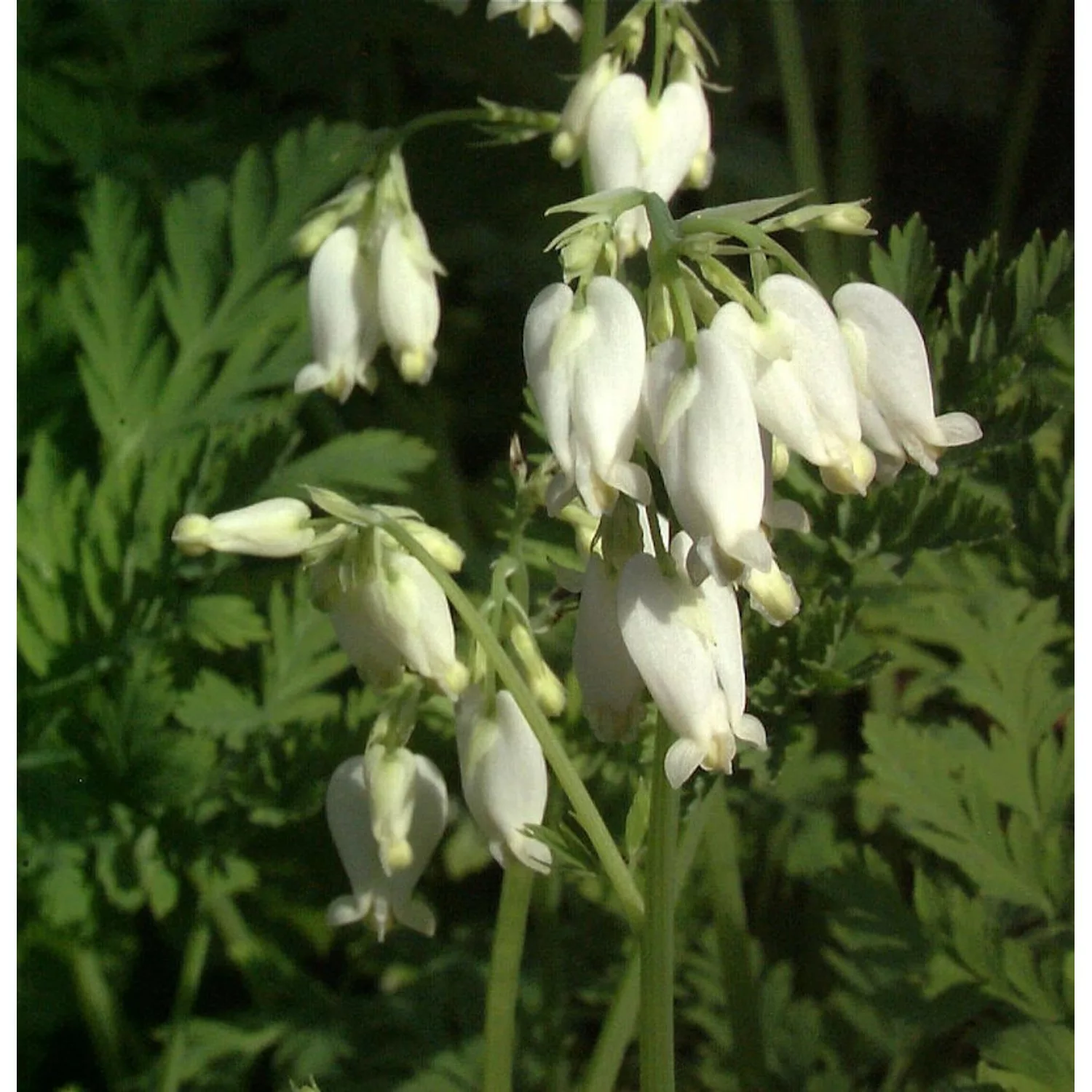 Tränendes Herz Alba - Dicentra spectabilis günstig online kaufen