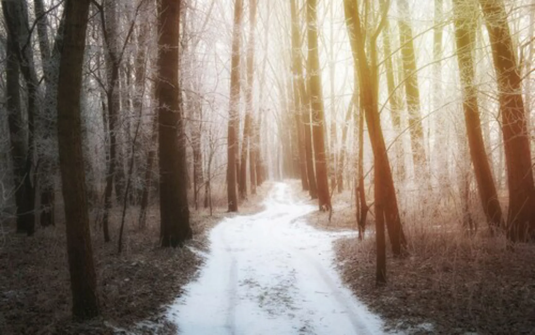 Papermoon Fototapete »Waldweg« günstig online kaufen