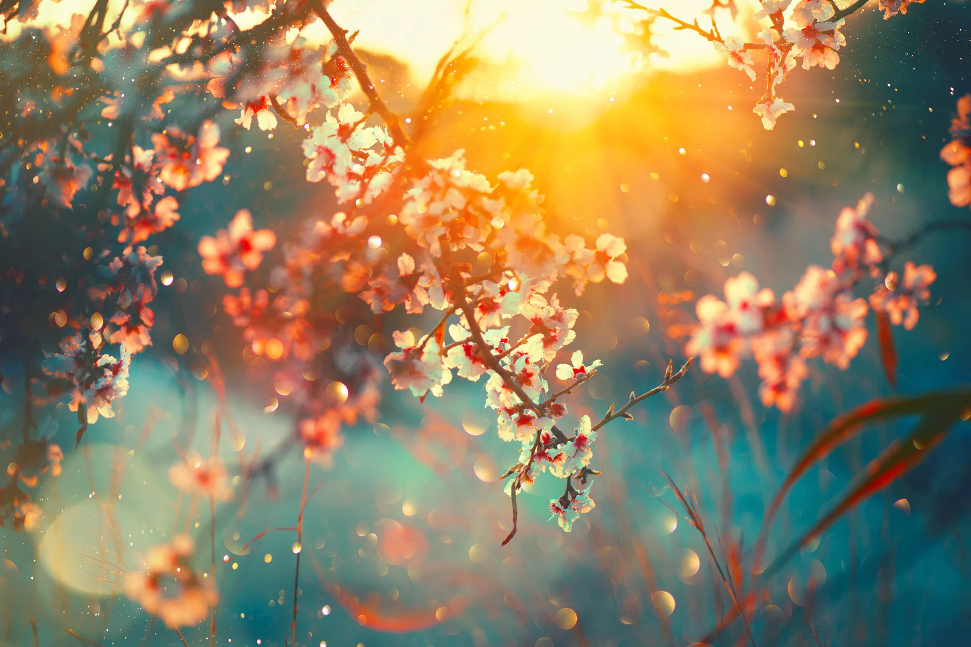 queence Leinwandbild "Cherry Blossom", Blätter-Blätterbilder-Blumen-Blumenb günstig online kaufen