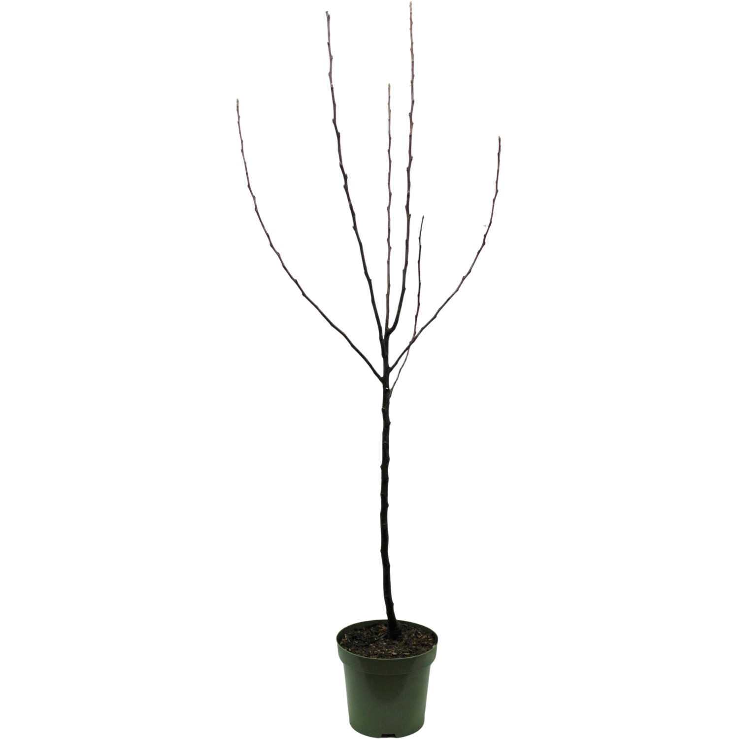 GROW by OBI Bio Herbstapfel Gravensteiner Rot-Orange ca. 120-140cm Topf ca. günstig online kaufen