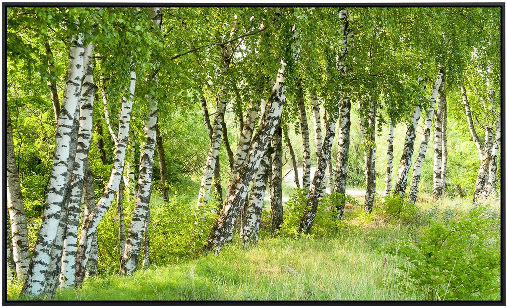 Papermoon Infrarotheizung »Birkenwald«, sehr angenehme Strahlungswärme günstig online kaufen