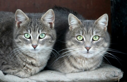 Papermoon Fototapete »Grüne Augen Katzen« günstig online kaufen