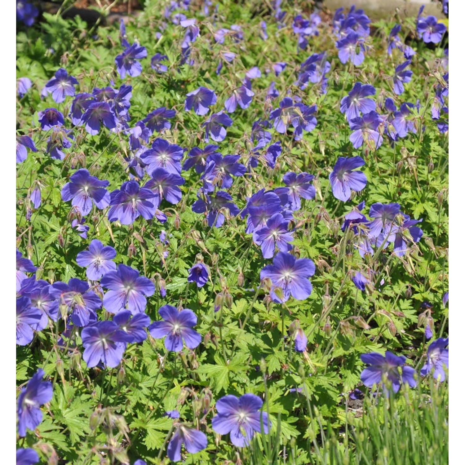 Wiesen Storchschnabel Spinners - Geranium pratense günstig online kaufen