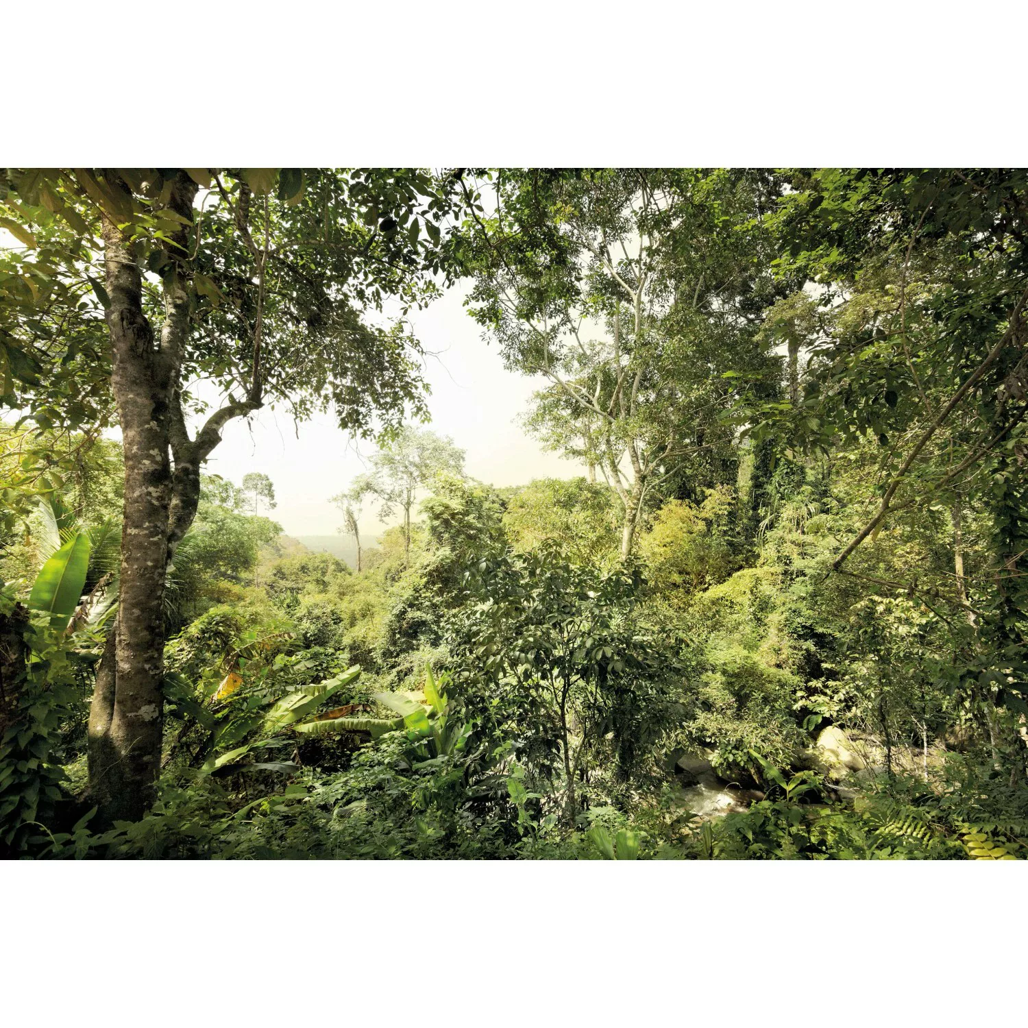 Komar Vliestapete »Dschungel«, 400x260 cm (Breite x Höhe) günstig online kaufen