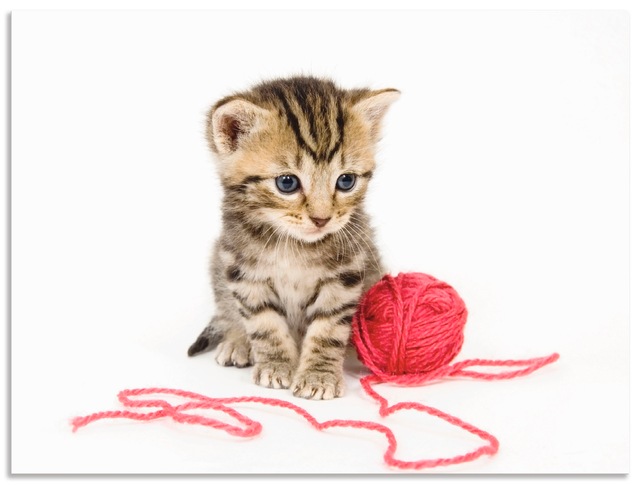Artland Wandbild »Kätzchen mit rotem Garnball«, Haustiere, (1 St.), als Alu günstig online kaufen