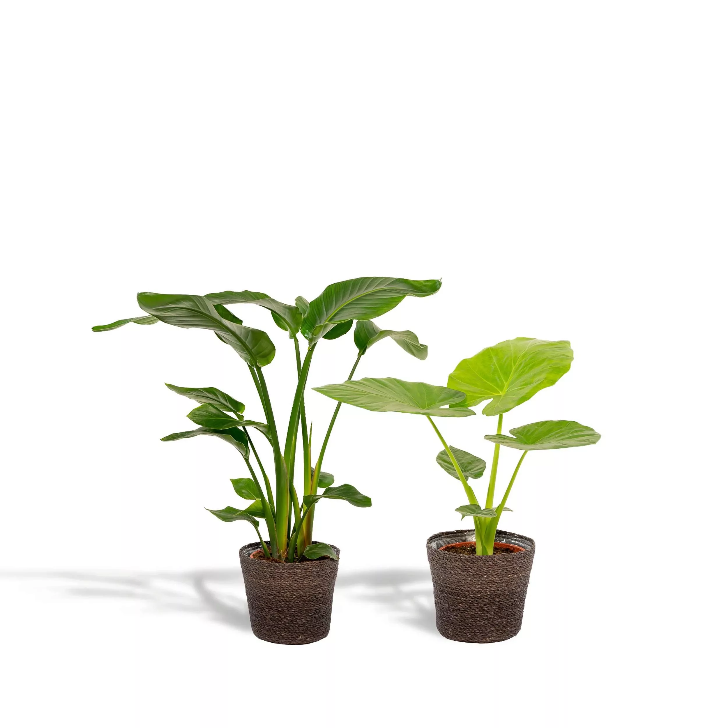 Hello Plants | Set mit 2 Zimmerpflanzen im Korb - Strelitzia Nicolai & Aloc günstig online kaufen