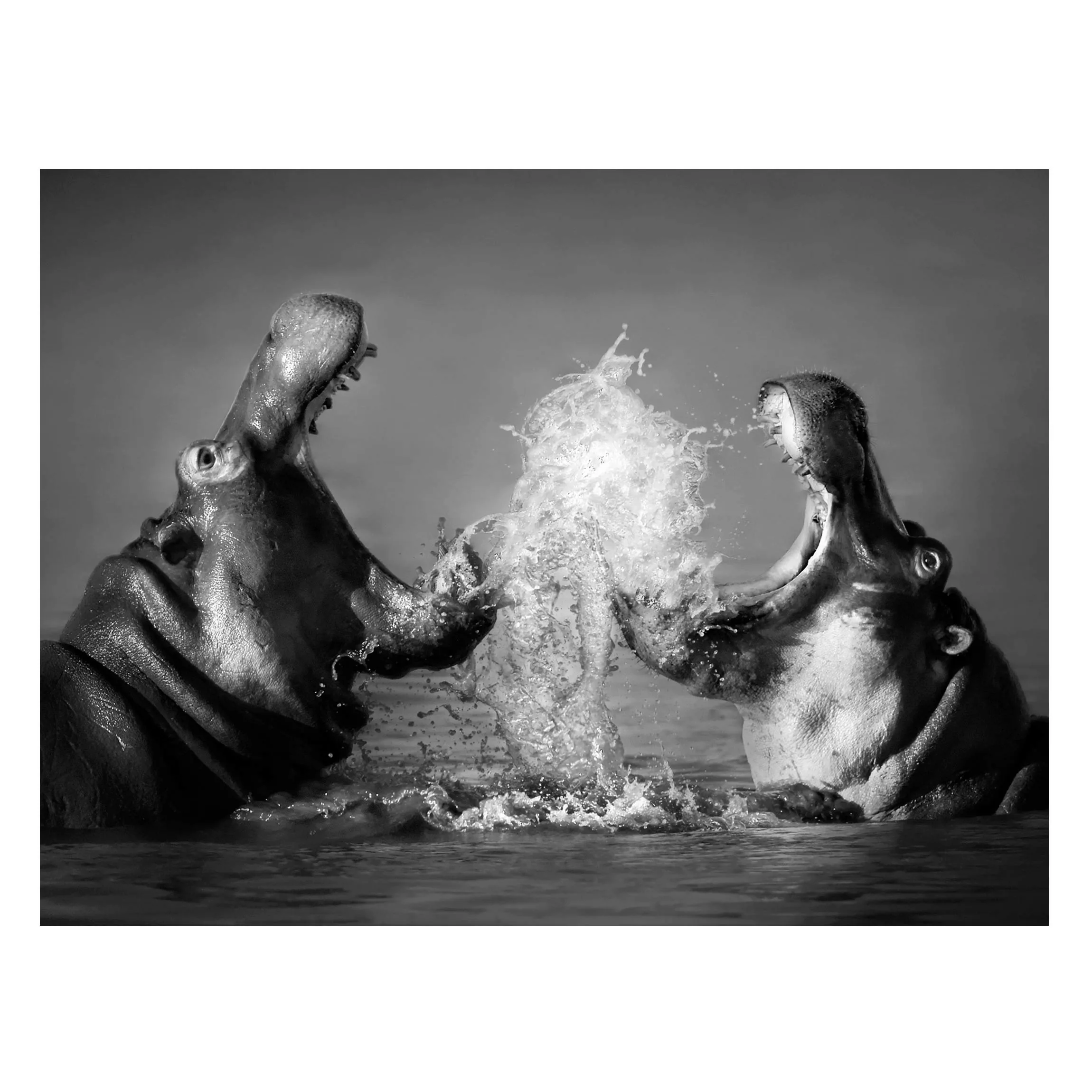 Magnettafel Tiere - Querformat 4:3 Hippo Fight günstig online kaufen