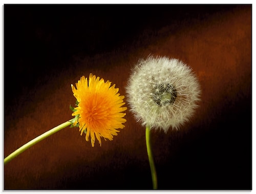 Artland Glasbild »Pusteblume Löwenzahn«, Blumen, (1 St.), in verschiedenen günstig online kaufen