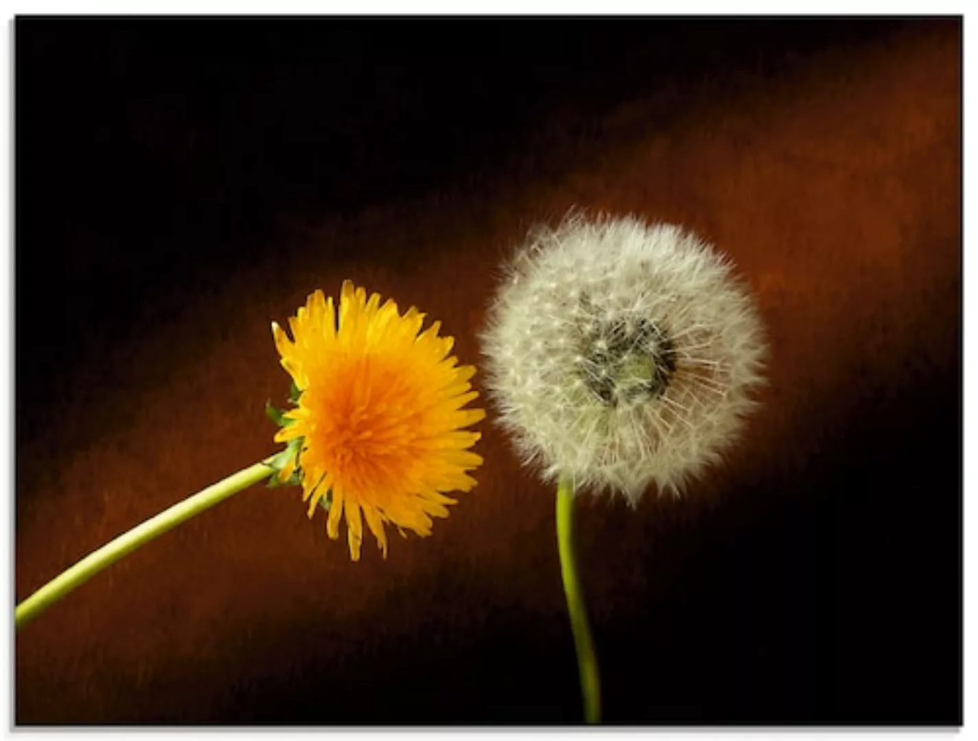 Artland Glasbild "Pusteblume Löwenzahn", Blumen, (1 St.), in verschiedenen günstig online kaufen