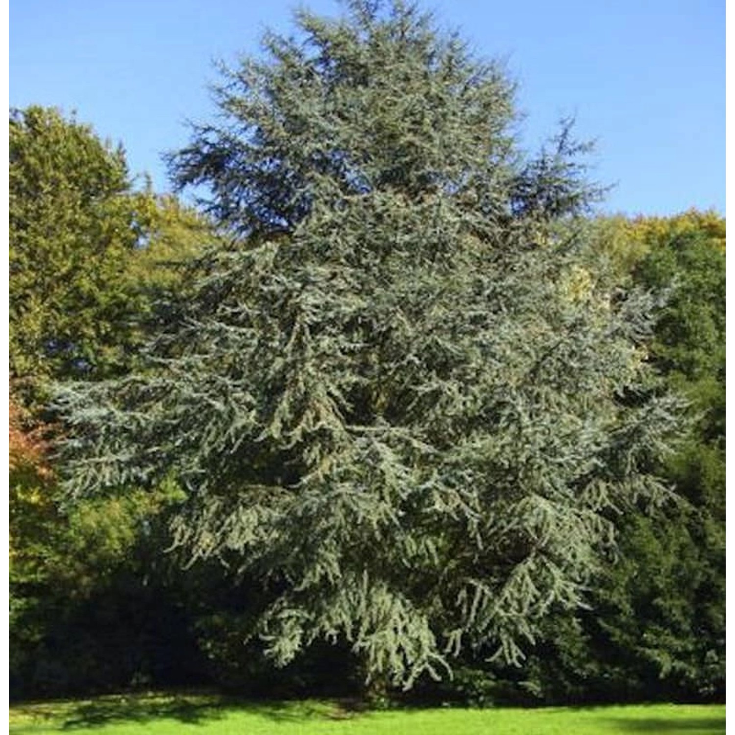 Blaue Atlaszeder 80-100cm - Cedrus atlantica günstig online kaufen