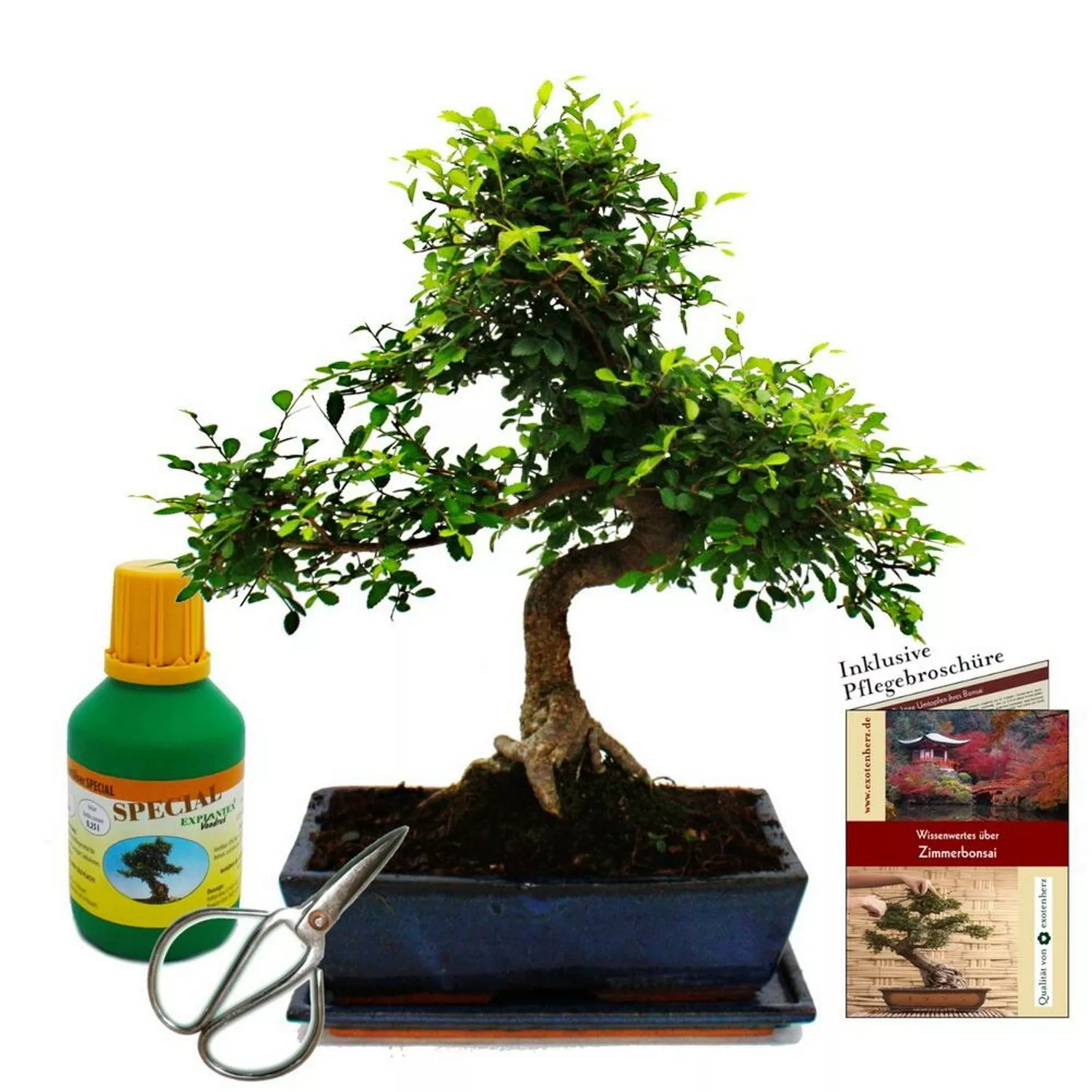 Exotenherz Bonsai Ulmus Parviflora ca. 12-15 Jahre 30cm Schale Geschenkset günstig online kaufen