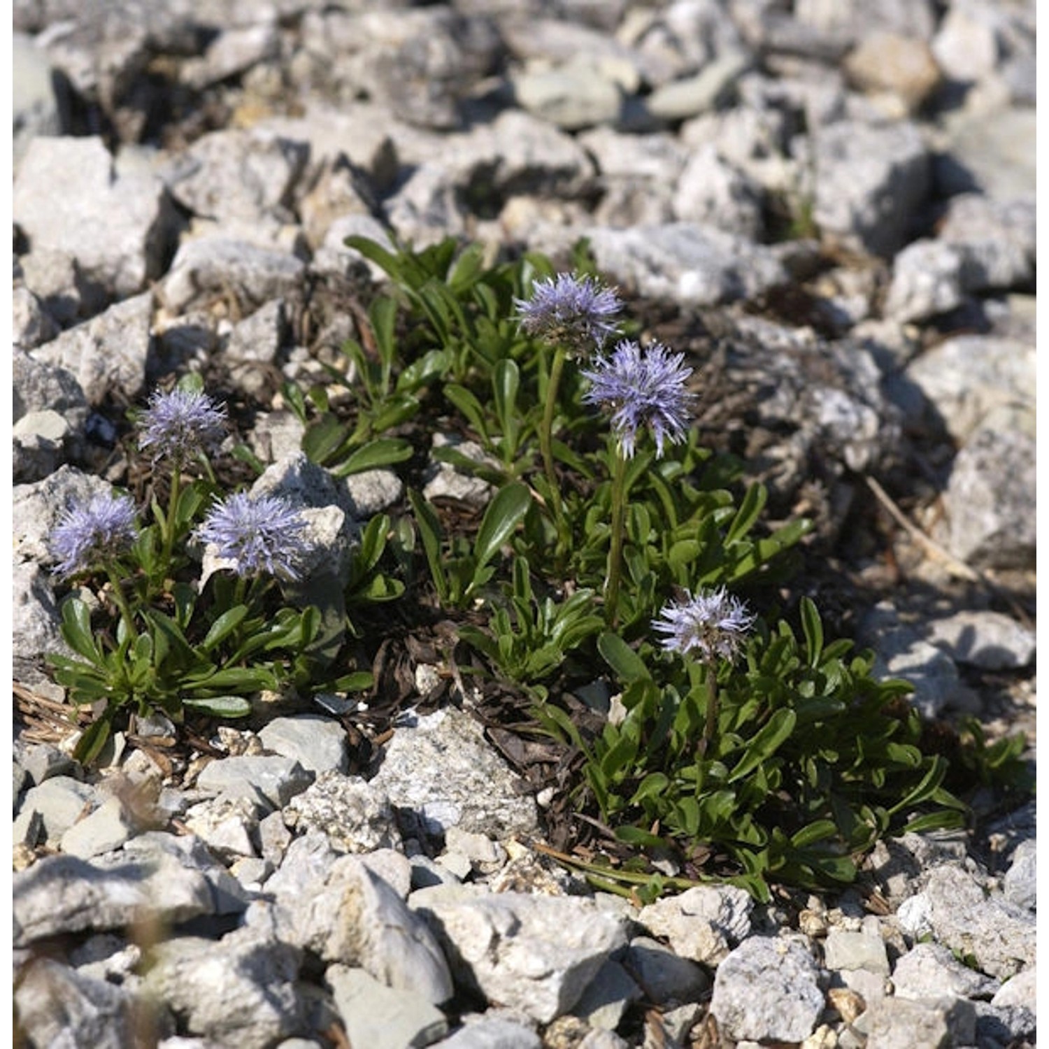 Herzförmige Kugelblume - Globularia cordifolia günstig online kaufen