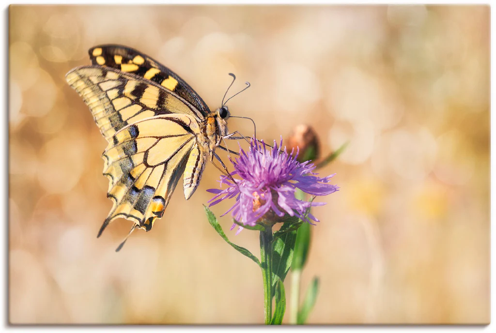 Artland Leinwandbild "Schwalbenschwanzschmetterling", Insekten, (1 St.), au günstig online kaufen